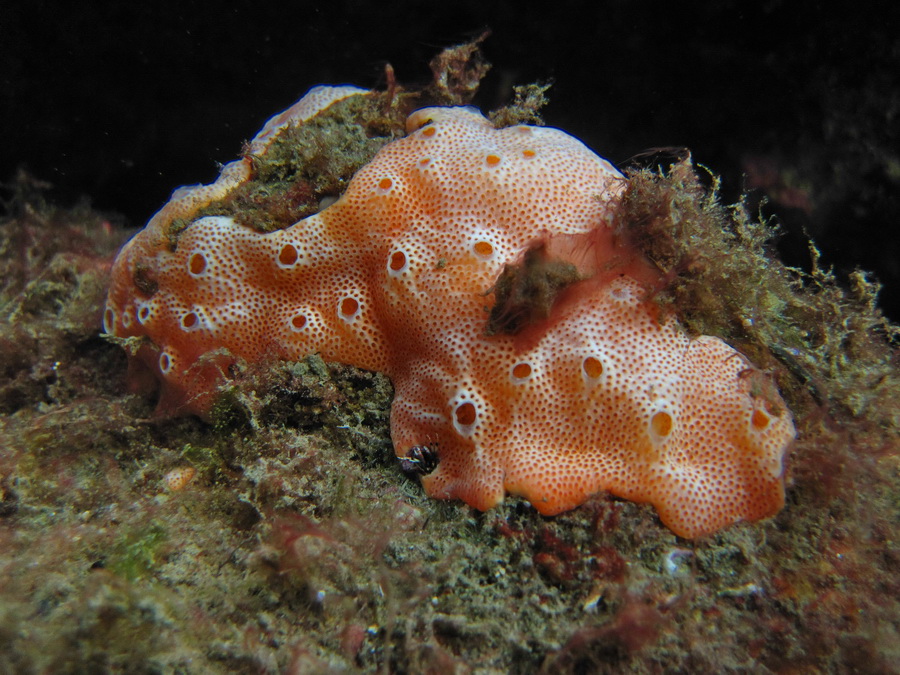 Polysyncraton lacazei?